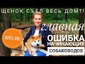 Главная ошибка начинающих собаководов. Щенок съел весь дом?! Акита Ину.