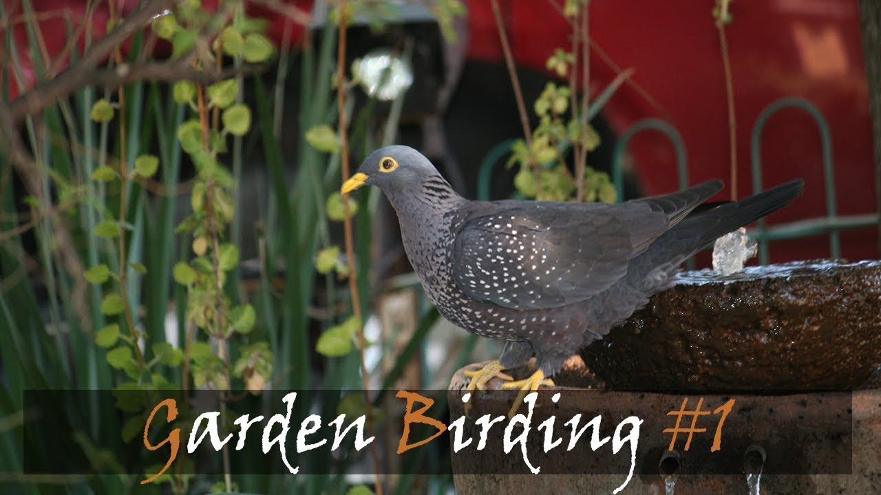 Garden Bird Watching & Garden Birding South Africa | Stories Of The Kruger