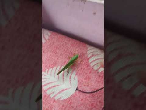 World biggest grasshopper❤️
