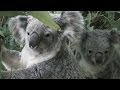 Koalas: Calling for Conservation Documentary (2013)