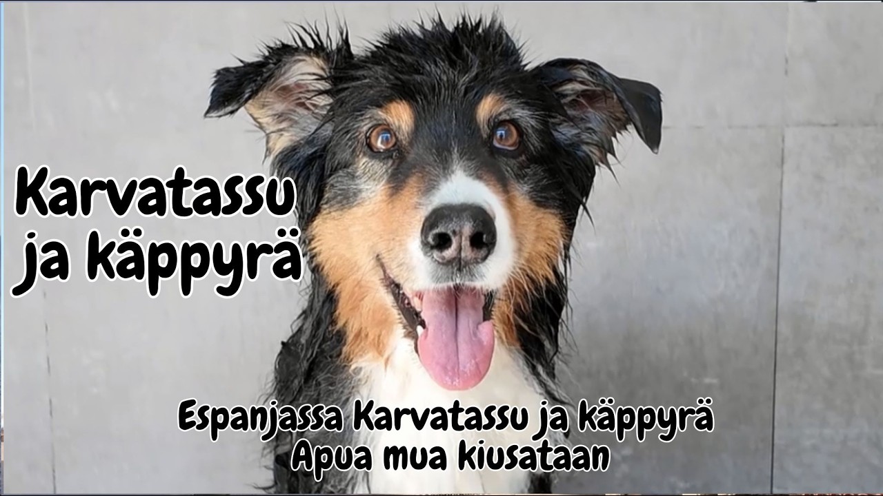 Espanjassa Karvatassu ja käppyrä Koiran pesu