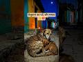 माँ का प्यार सबसे अनमोल: बेजुबान की ममता ❤️🥺 #MaaKaPyar #HeartTouching #Emotional #streetdoglovers