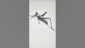 **Drawing a Praying Mantis Just Got EASY!** #shorts #art #animaldrawing