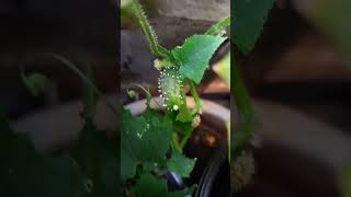 ants on the cucumbers 😧.