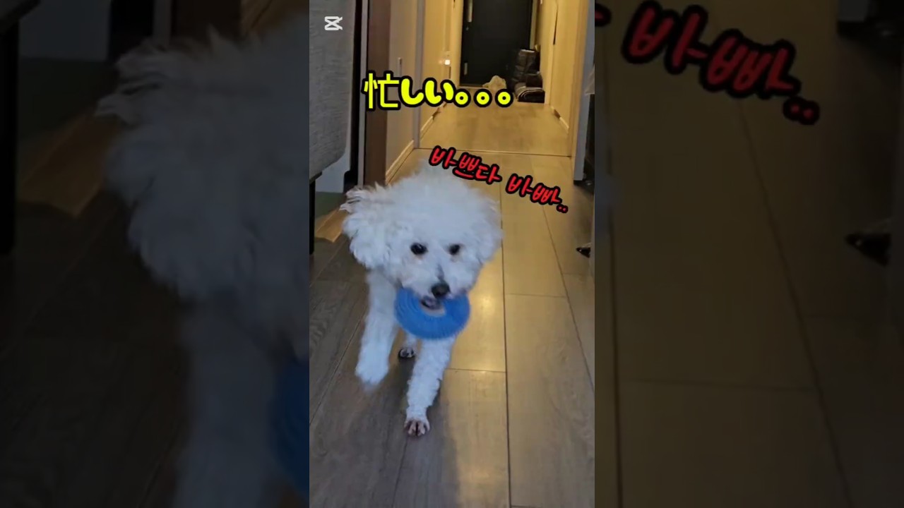 走れ走れ❗달려라달려!