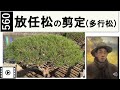 560 放任松の手入れ。Sukashi pruning to reduce Pinus densiflora 'umbraculifera' miki3