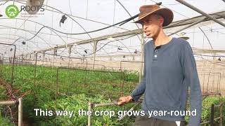 Farmer testimonial on Roots' RZTO technology effect on Alstroemeria flower.