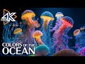 The Ocean 4K - The Beauty and Wonder of Marine Life - Reduce Stress And Anxiety