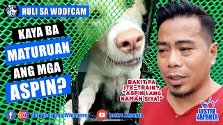 WOOFCAM | Kaya ba maturuan ang mga Aspin?
