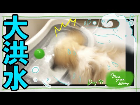 【シーズー】お風呂までついてくる子犬と遊ぼうとしたら大事件発生！【98日目】