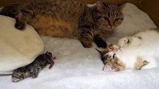 Lili the cat has safely given birth to two kittens.