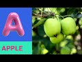 ABC Phonics Song | Alphabet letter sounds | ABC learning for toddlers | Education ABC Nursery Rhymes