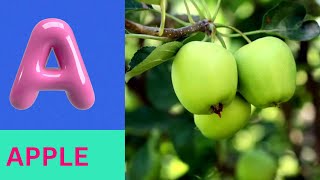 ABC Phonics Song | Alphabet letter sounds | ABC learning for toddlers | Education ABC Nursery Rhymes