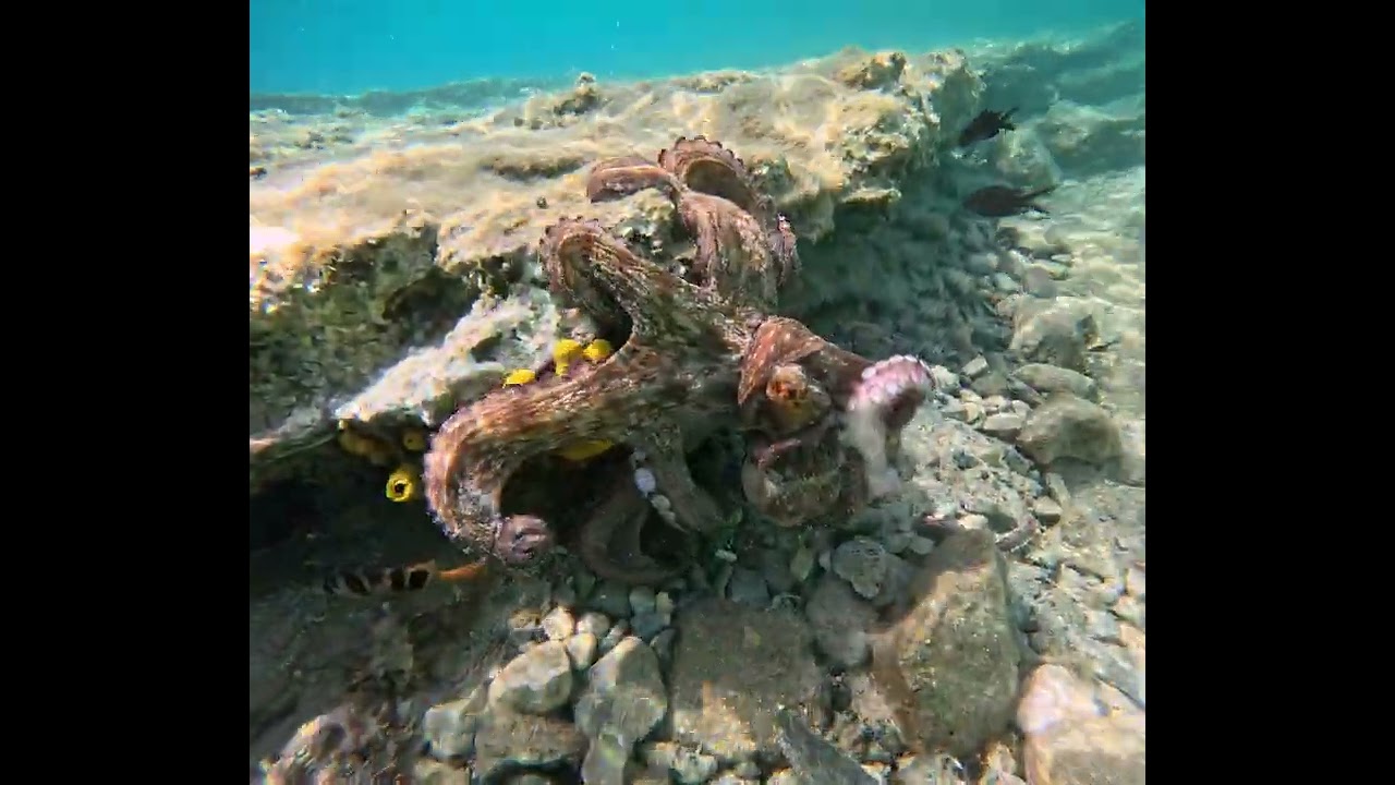 Octopus in Porto Koufo