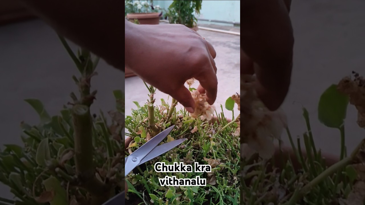 Chukka kura vithanalu