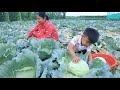 Seyhak and grandmother harvest cabbage and other vegetable for cooking / Family food cooking