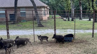 21 Baby Wild Hogs Trapped and Removed from this Neighborhood ! #441