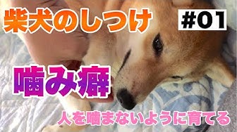 柴犬のしつけ Youtube 柴犬のしつけ Youtube