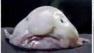 Worlds Ugliest Animal