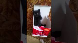 Катенок Скоттиш страйт черный в Якутске Катенок Скоттиш страйт черный в Якутске