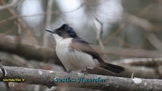 𝟐 𝐁𝐢𝐫𝐝𝐬 𝐢𝐧 𝐒𝐥𝐨𝐰 𝐌𝐨𝐭𝐢𝐨𝐧𝐑𝐞𝐬𝐭𝐥𝐞𝐬𝐬 𝐅𝐥𝐲𝐜𝐚𝐭𝐜𝐡𝐞𝐫 𝐁𝐚𝐜𝐤𝐲𝐚𝐫𝐝 𝐁𝐢𝐫𝐝 𝐖𝐚𝐭𝐜𝐡𝐢𝐧𝐠