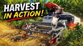 This Harvester Works Fast #harvester #harvesting #farmlife #farming