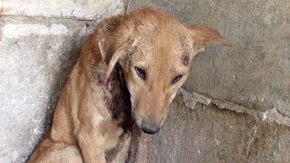 Prayers answered for injured puppy waiting for help in temple.