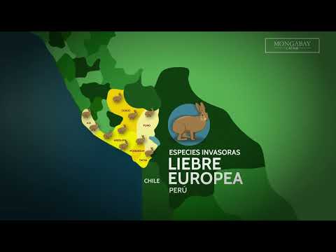 La liebre europea amenaza la biodiversidad de la sierra y la costa de Perú
