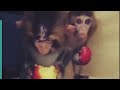 Encouragement and Motivation: How to Encourage Baby Monkeys to Walk with Positive Reinforcement