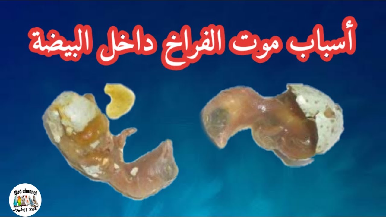 أسباب موت الفراخ داخل البيضة عند الكناري والحسون وباقي الطيور