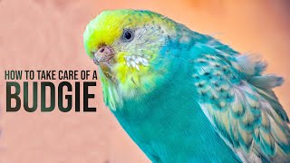 Budgie Moult | Budgie Feathers Falling Out