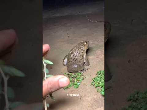 Catch big frogs