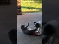 Fat Cats - Funny Cat Videos | Cat And Video #Shorts