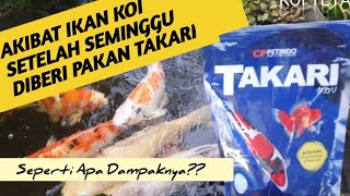 Akibat Ikan Koi Setelah Seminggu Diberi Pakan Takari #takari #koijumbo #kolamkoijernih #koifish