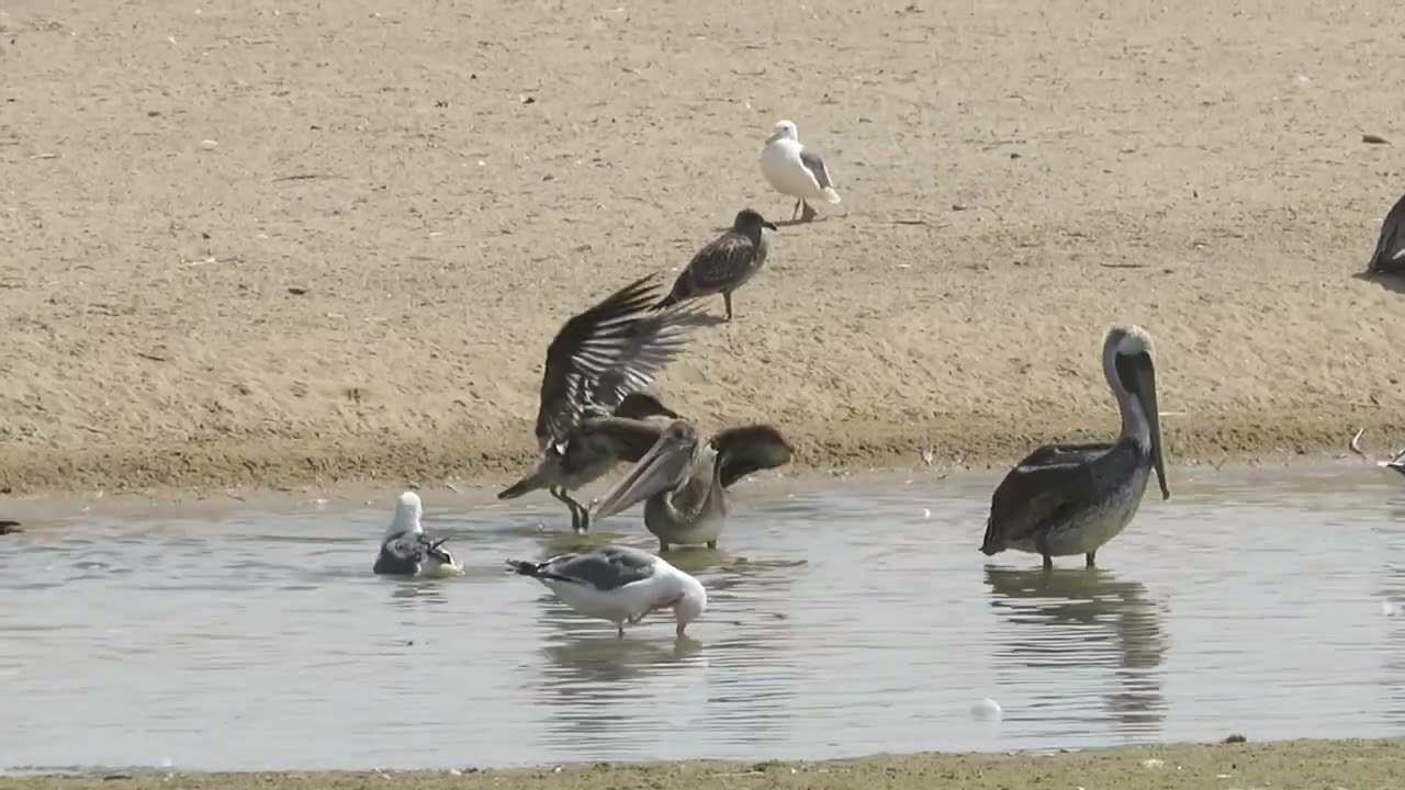 Shorebirds in Beachfront Pond