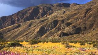 Anza-Borrego Wild Flowers Threatened By Invasive Plants