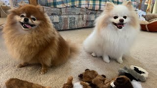 My Pomeranians All-Time Favorite Toy? Lets Find Out