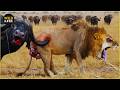 Most Insane Animal Fights Ever Caught on Camera | Wild Animals