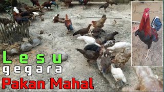 kasih makan sore ayam kampung🐔.pelihara ayam skala rumahan