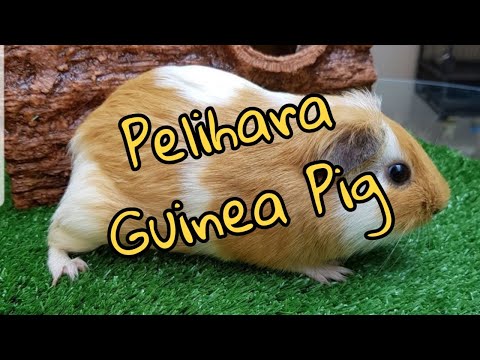 Video: Cara Memberi Makan Guinea Pig Di Rumah