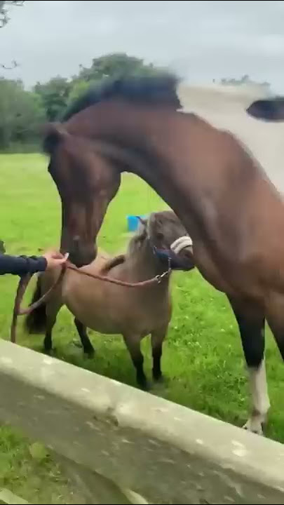 When your tiny pony & horse are reunited after a week apart 🥺 Too Cute!!🤍