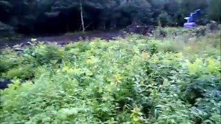 Как расчистить участок от леса