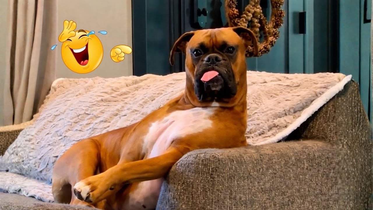 These Dog Videos of the Year Will Make You Laugh Way Too Hard 😂🐶