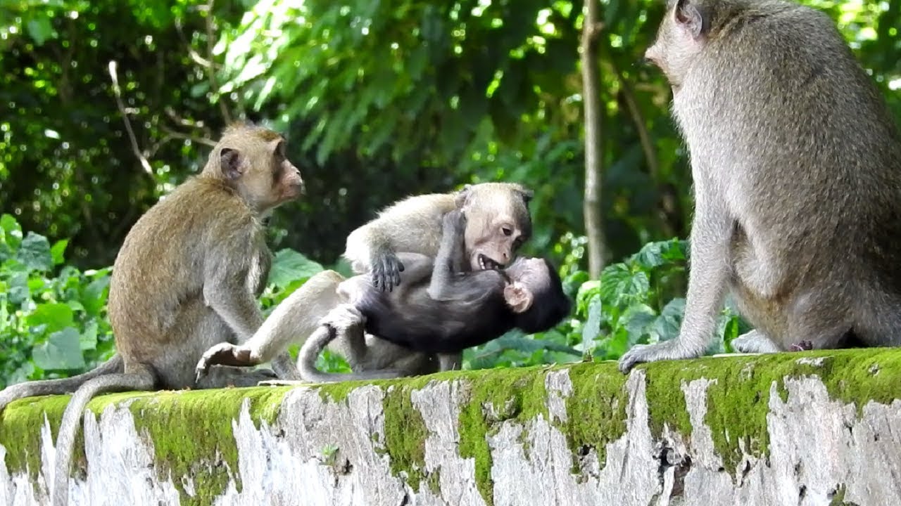 Monkey Bite Baby ST828 Monkey YouTube