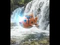 pokemon in real life documentary Goldeen and Seaking #pokemon  #magneton #film