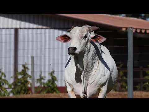 LOTE 23  |  Leilão Touro Pronto Katispera