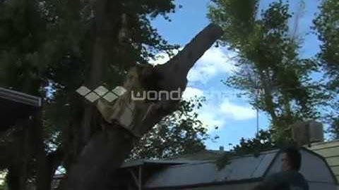 Close quarters elm tree extraction