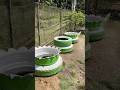 Ubah sampah ban bekas menjadi pot estetik #gardening #budidayatanaman