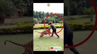 SCARY TIGER ATTACK ON MAN | 🔥😱😱 #shorts #shortvideo #short Resimi