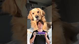 Se você vive fora de casa é melhor pensar bem..#cachorrosdobrasil #pets #goldenretriever